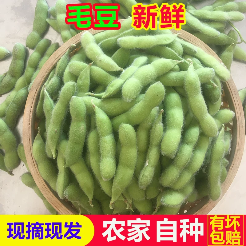 苏北新鲜毛豆现摘带壳青豆荚黄豆角当季农家自种时令蔬菜凉拌毛豆