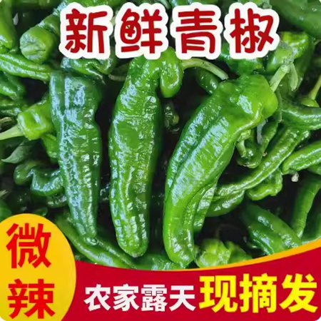 苏北特产农家田园新鲜绿色蔬菜辣椒青椒现摘现卖无坏烂果3斤装