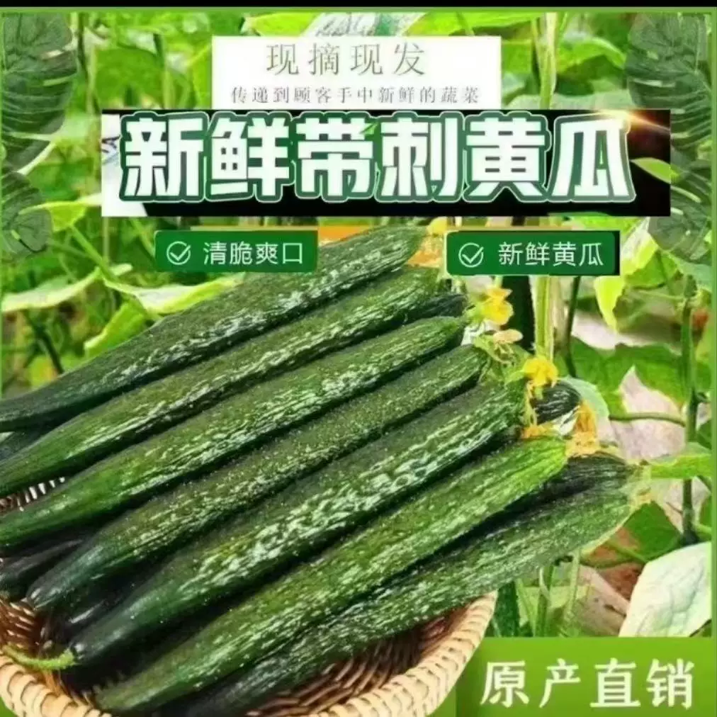 苏北新鲜蔬菜黄瓜农家自种现摘现发带刺黄瓜可生吃爽脆黄瓜