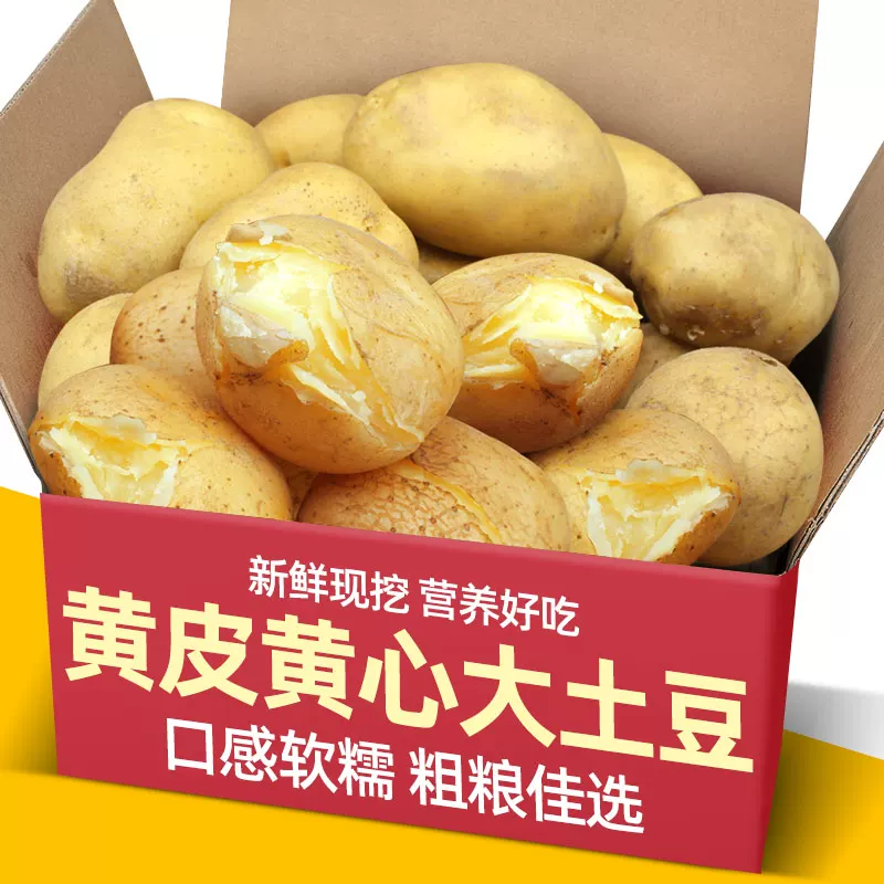 正宗黄心土豆洋芋黄心黄皮粉面大土豆烧烤土豆马铃薯新鲜蔬菜