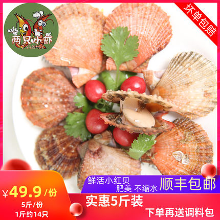 海鲜贝类水产野生鲜活小红贝 扇贝鲜活新鲜带壳扇贝烧烤套餐装