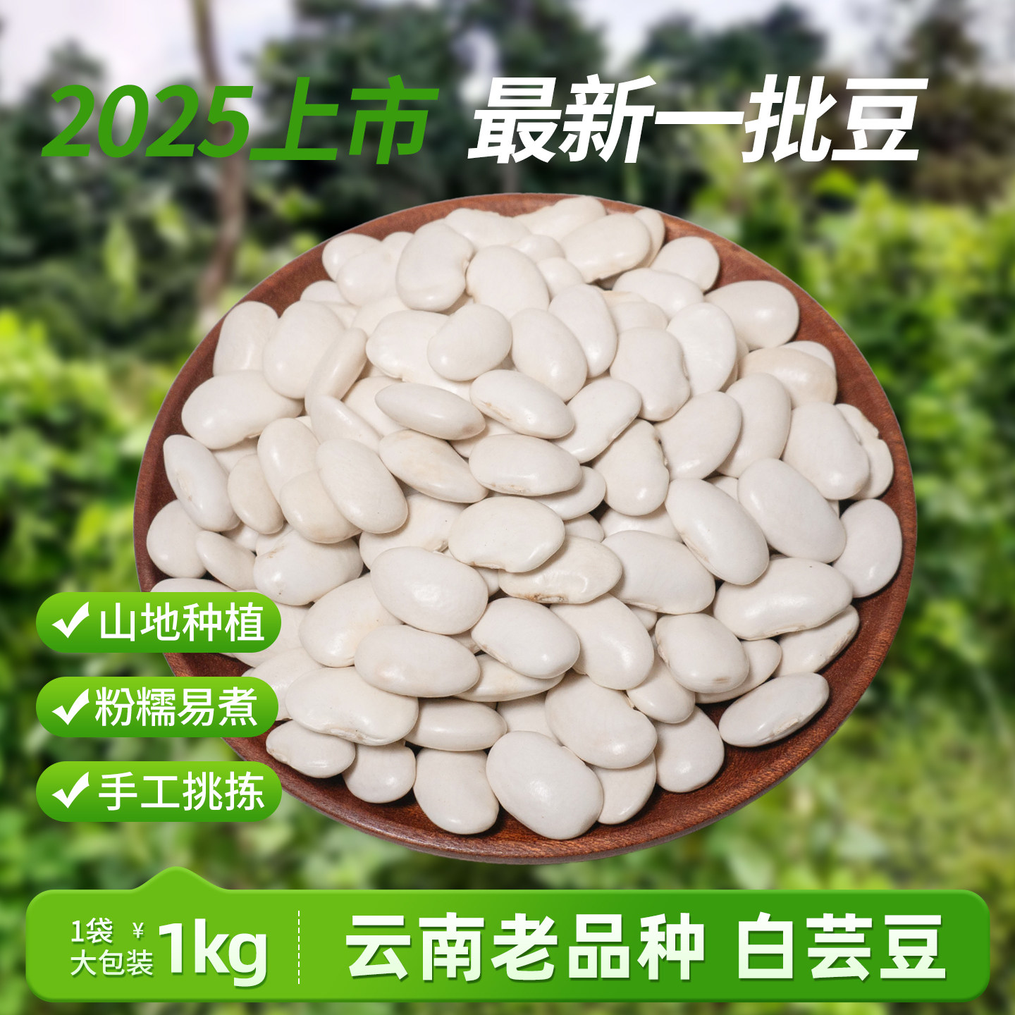云南白芸豆高山粉糯中大颗粒