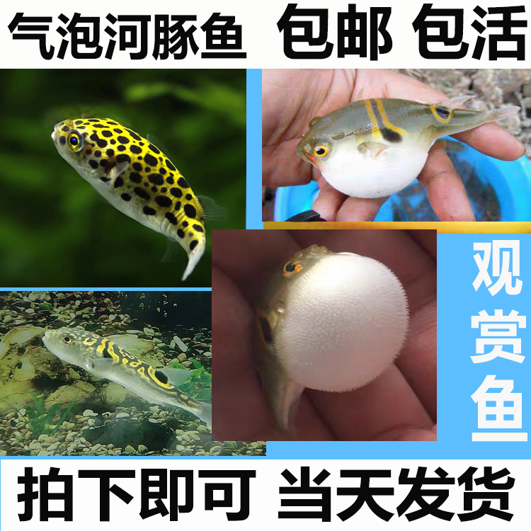 河豚观赏鱼会生气的鱼弓斑气泡小河豚活体淡水热带鱼潜水艇斑狗头