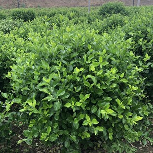 卫矛球 冬青树苗 大叶黄杨苗 卫矛苗 冬青小苗庭院绿化常青植物