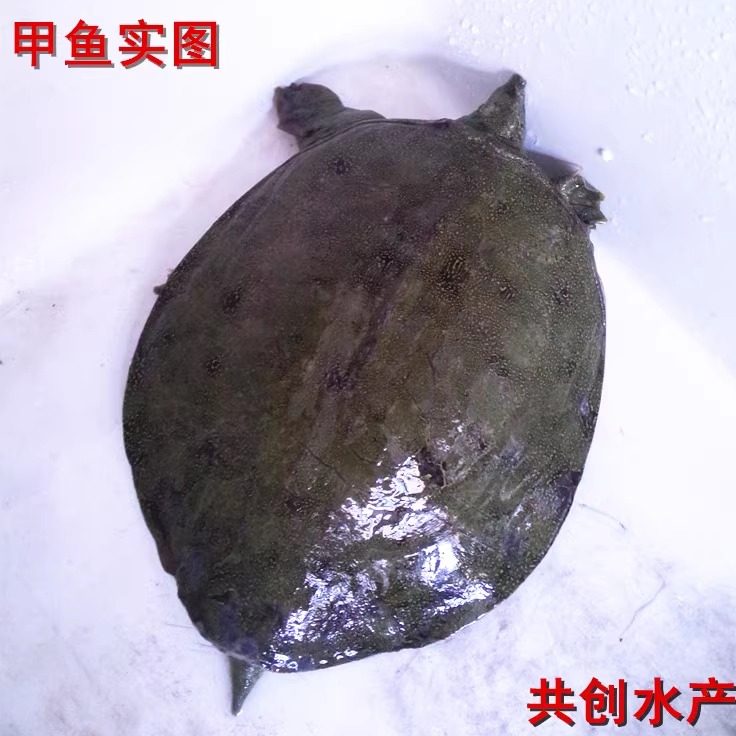 甲鱼王八2.5斤精品梅花鳖顺丰
