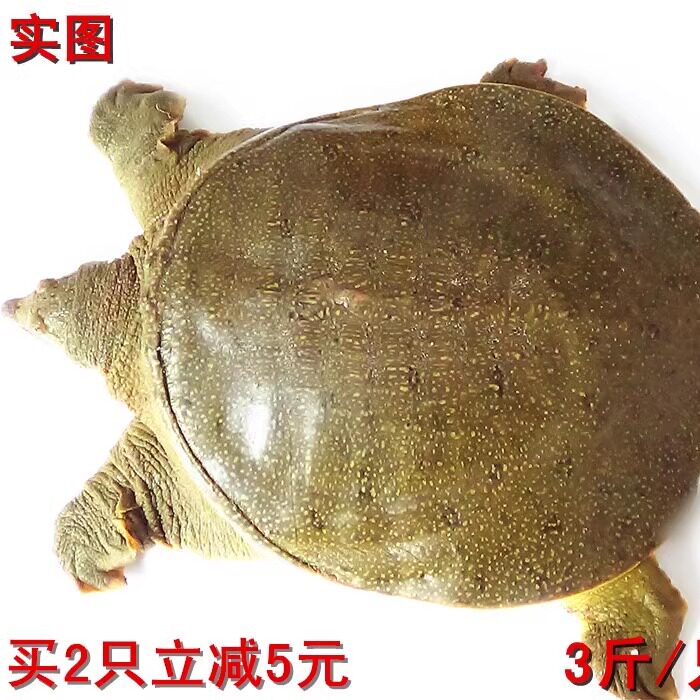 野外放养公甲鱼鲜活老鳖