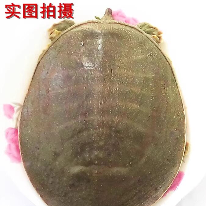 安徽甲鱼水库炖汤鲜活
