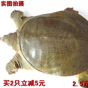 野外放养生态甲鱼安徽本地水库公鳖1.8-4斤/只 顺丰运到包活