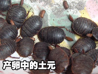 活土元种虫种卵活体地鳖虫腰痛药食两用500g包邮山东土元养殖
