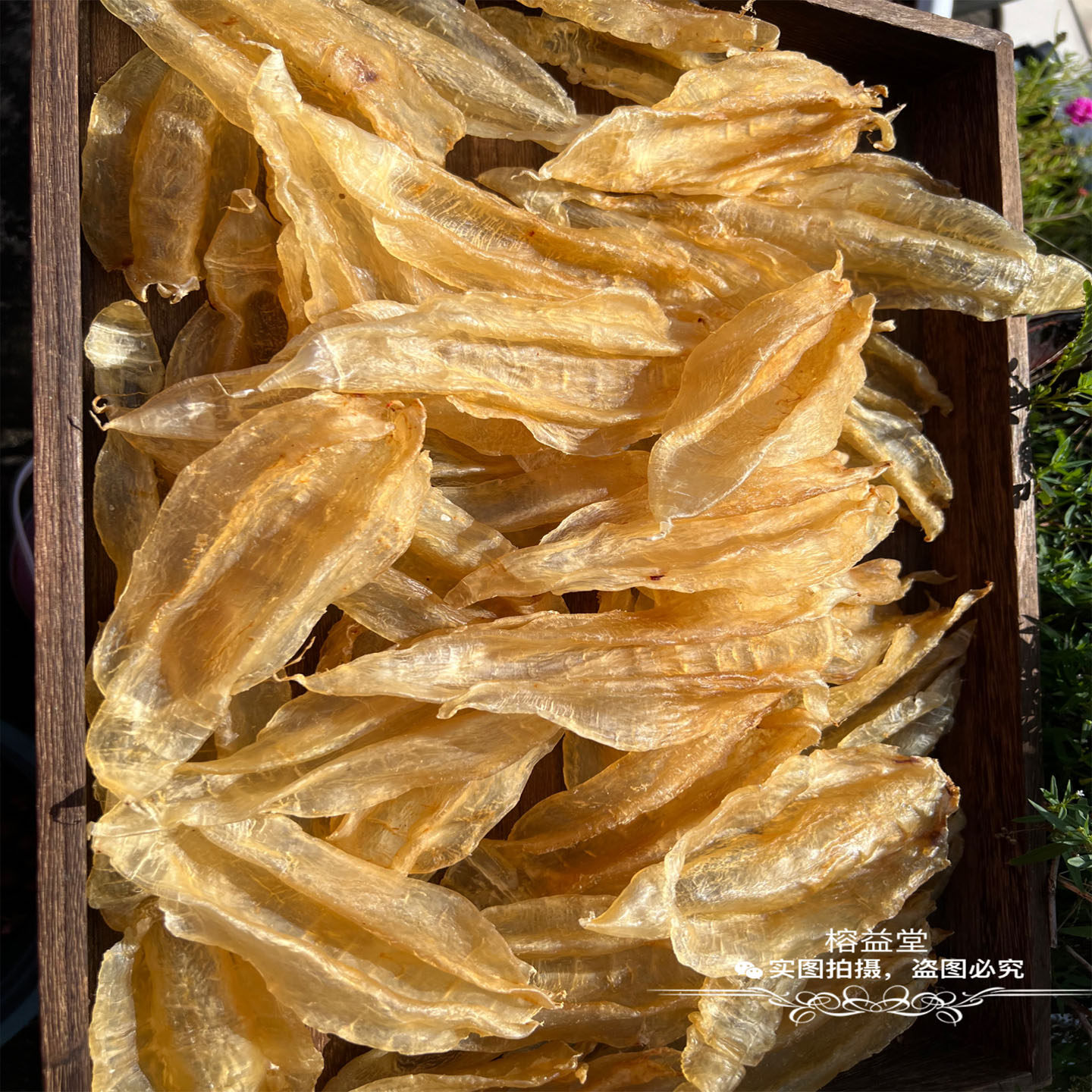 厚肉深海北海鳘鱼胶赤嘴鳘鱼胶金龙黄花胶干货正品孕妇月子滋补品