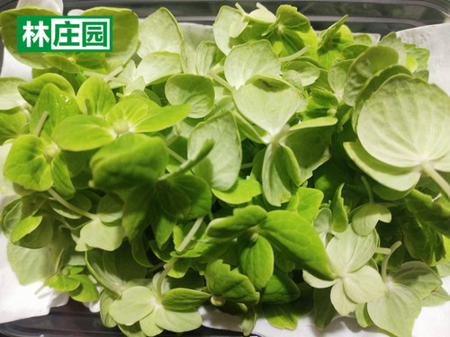 花瓣进口绣球5盒包邮