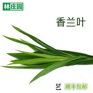 【林庄园】泰国香兰叶250g 斑兰叶新鲜香料江浙沪满5件顺丰包邮