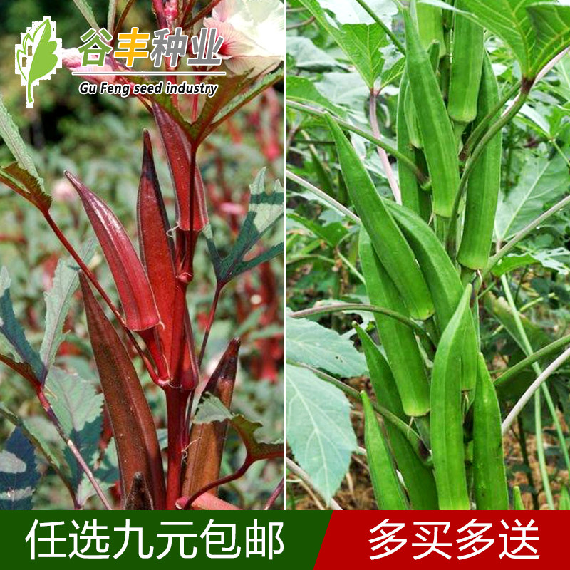 农家水果四季黄秋葵种子包邮