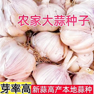 大蒜种子种籽蒜苔土蒜头蒜种蒜苗红皮蒜头老品种农家本地大蒜种子