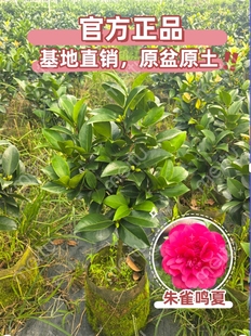 棕榈四季茶花新品种红龙舞天朱雀鸣夏满堂喝彩祖庙雕刻红色大花
