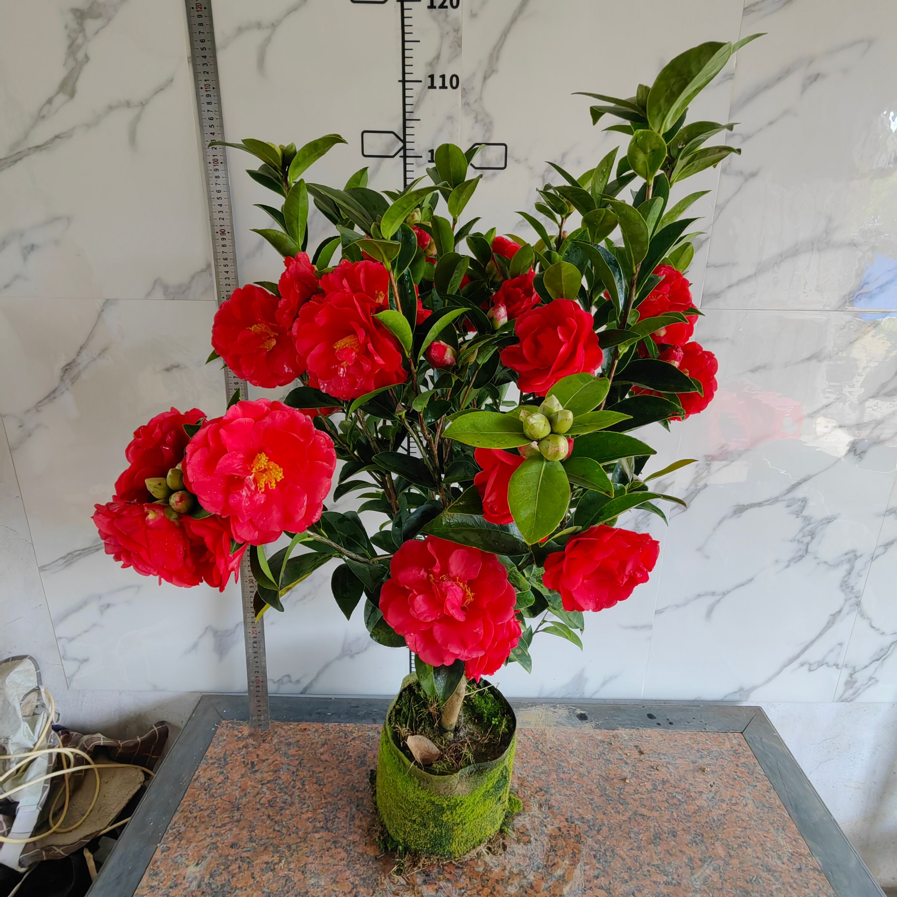 棕榈四季茶花 夏日七心 怀金托紫 瑰丽迎夏 四季杜鹃茶重瓣山茶花