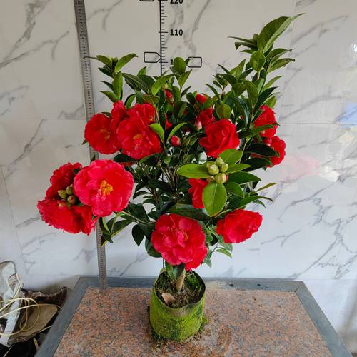 棕榈四季茶花 夏日七心 怀金托紫 瑰丽迎夏 四季杜鹃茶重瓣山茶花