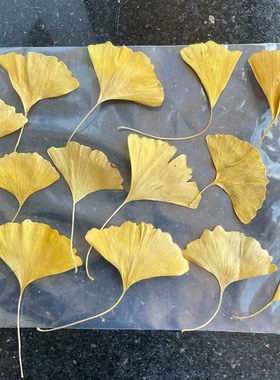 干花银杏叶花朵树叶落叶干叶子金色标本书签DIY手工幼儿园