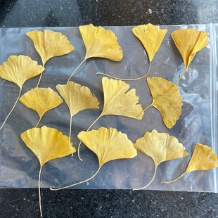 干花银杏叶花朵树叶落叶干叶子金色标本书签DIY手工幼儿园