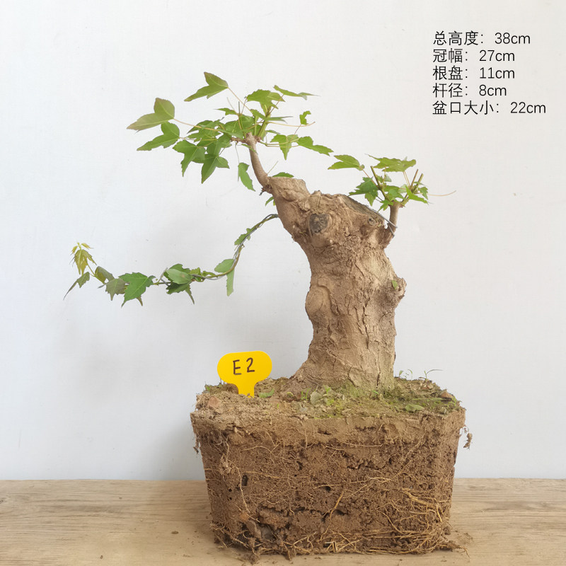 三角枫盆景 带土球发货 中型 造型盆景