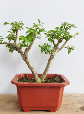 小叶女贞 冬季不落叶 小盆景