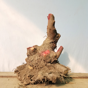 2026新挖榔榆桩 小叶榔榆 2号链接