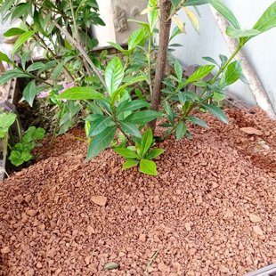 海岛栀子花海岛春花专业配土风化土河沙利于植物长根疏松透气土壤