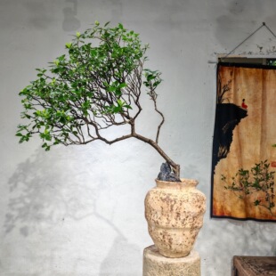 海岛栀子花海岛春花室内庭院茶空间网红绿植造景老桩盆景专业素材