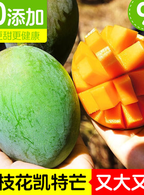 四川攀枝花凯特芒新鲜圆形芒果薄款彩虹芒果果园直发商用芒果特价
