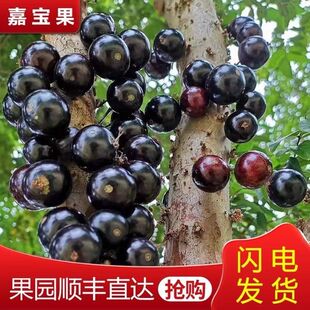【顺丰冷链】现摘嘉宝果新鲜水果树葡萄鲜果孕妇罕见稀有水果高档