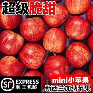 新西兰加力果大果高档进口嘎啦苹果gala果红玫瑰当季脆甜顺丰包邮