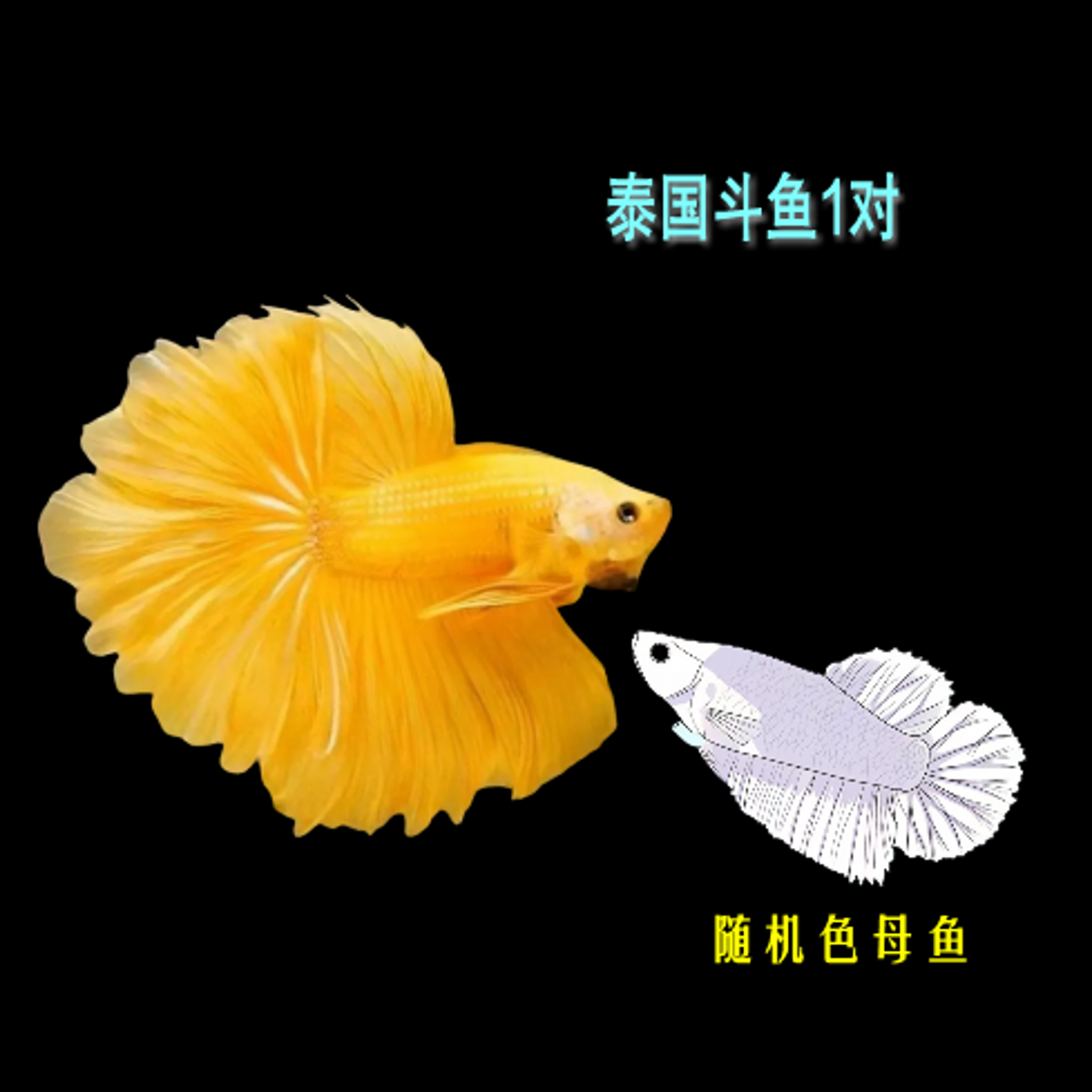 泰国斗鱼SSS级半月婚纱母鱼抱卵公母1对繁殖组热带观赏鱼宠物耐活
