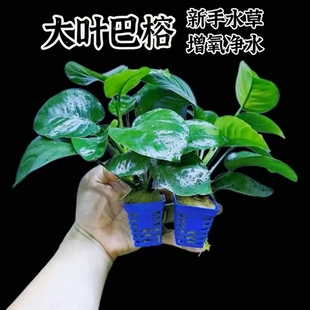 大叶巴榕小水榕水草沉木鱼缸专用造景植物迷你九冠阴性水草蜈蚣草