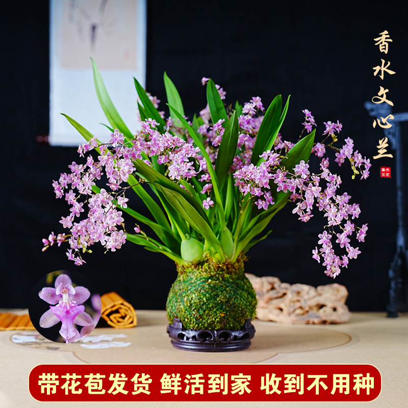 新品浓香型香水文心兰带花苞粉色花室内客厅喜庆好养年宵花卉好养,鲜花速递/花卉仿真/绿植园艺,国兰/杂交兰/洋兰类,淘宝优惠券,粉丝福利购,淘宝优惠卷