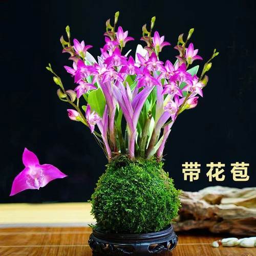 七彩香水石斛兰开花浓香