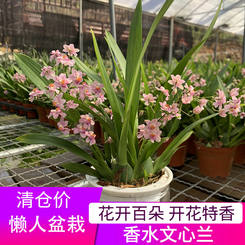 带花苞开花奶油香水味文心兰客厅