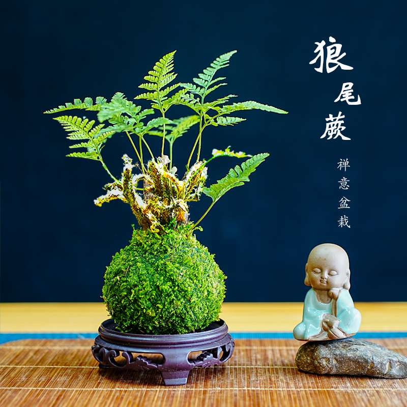 狼尾蕨苔藓球水培植物室内绿植