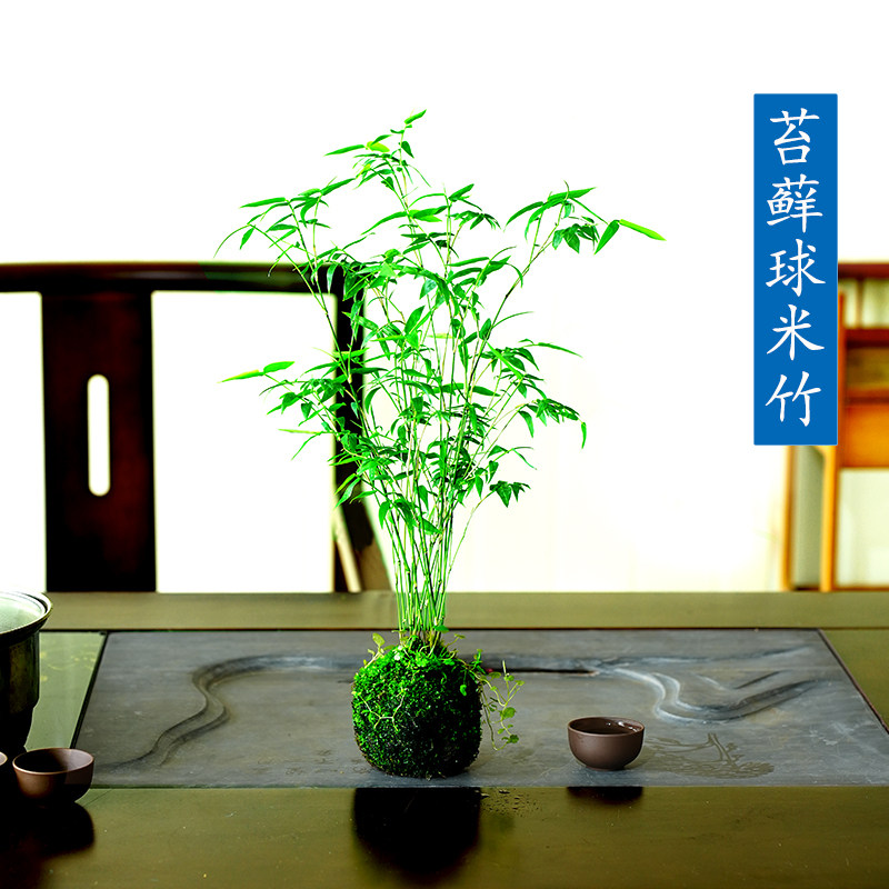 苔藓球植物米竹红观音竹金明竹水培盆景客厅室内桌面观赏竹子盆栽