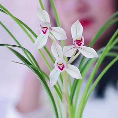 冬季带花苞兰花朱丝玉荷浓香莲瓣兰花苗盆栽客厅阳台室内花卉植物