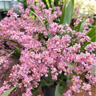 【5-7支花箭】香水文心兰盆栽带花苞名贵特香兰花精品梦香兰室内