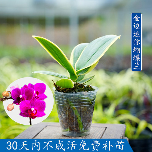 净化空气美观迷你金边蝴蝶兰