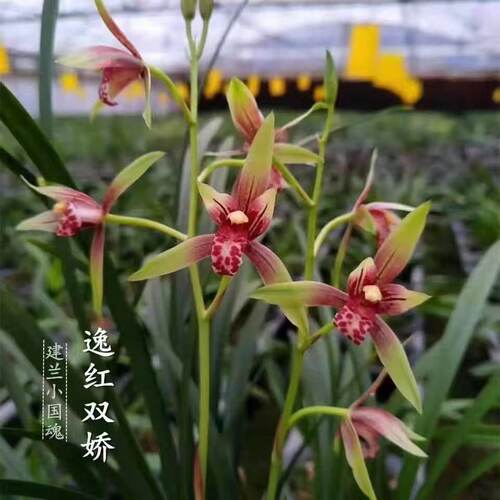 建兰带花苞小国魂逸红双娇四季开花浓香绿植盆栽矮种红花兰花好养