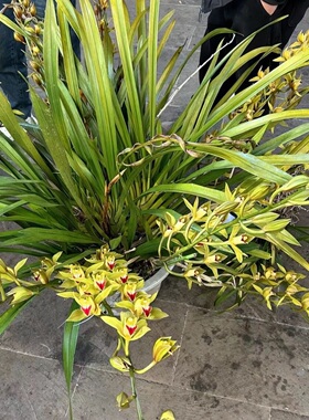 云南虎头兰浓香型阳台正品红嘴鸥室内盆栽花卉四季客厅兰花