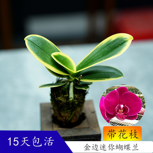 金边蝴蝶兰迷你型矮种