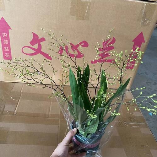 懒人水培下个月来花苞现不带花