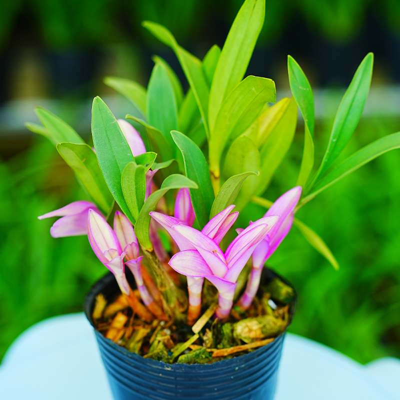 新品七彩香水石斛兰春秋带红芽室内盆栽花卉绿植冬季开花浓香好养