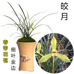 兰花苗纤细线艺金边兰花 春兰皎月 冬春带花苞浓香绿植物花卉盆栽