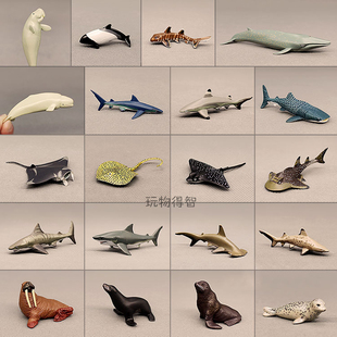 COLORATA蝴蝶社海洋鱼类动物 鲨鱼鲸鲨海豚虎鲸鲾鲼海象 认知模型