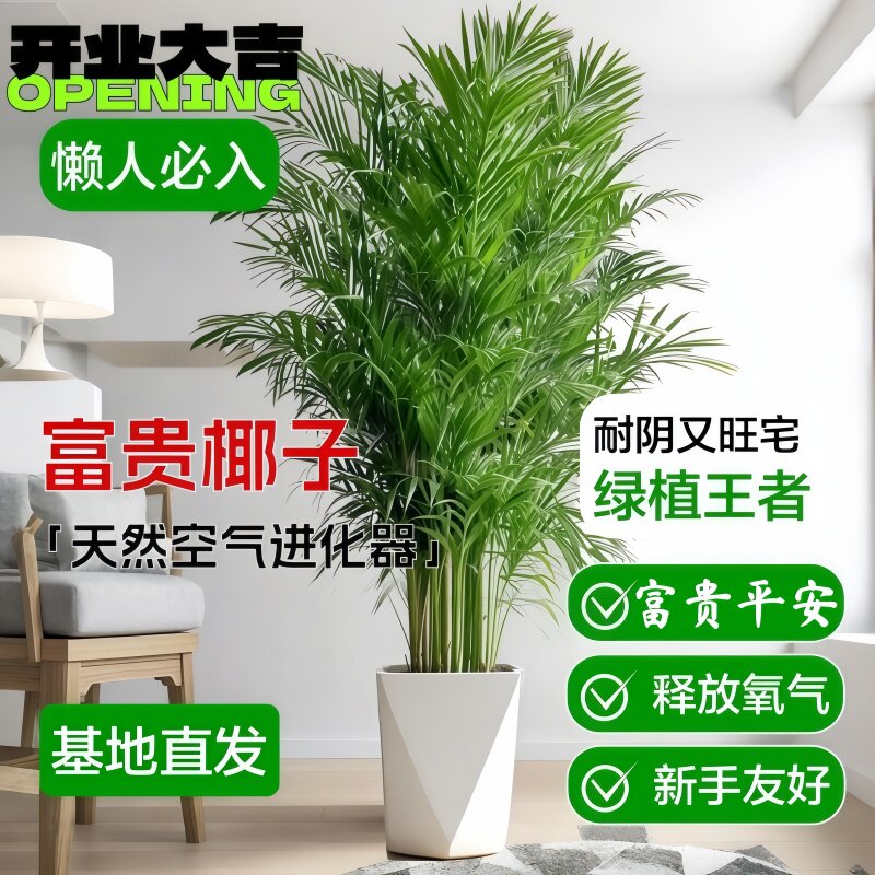 富贵椰子树凤尾竹盆栽大型植物网红散尾葵绿植客厅办公室美化室内