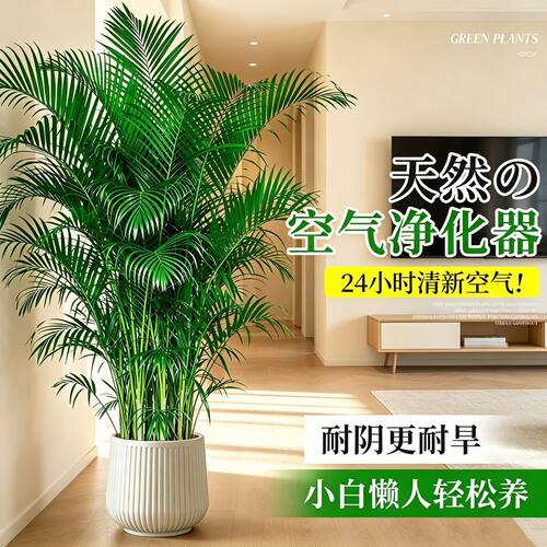 招财正宗富贵椰子树室内客厅绿植好养散尾葵办公室盆栽凤尾竹耐阴